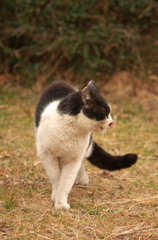 侵入猫②