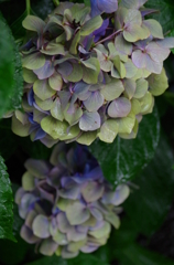 雨の日の枯れ紫陽花