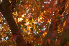 紅葉
