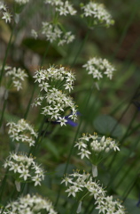 にらの花