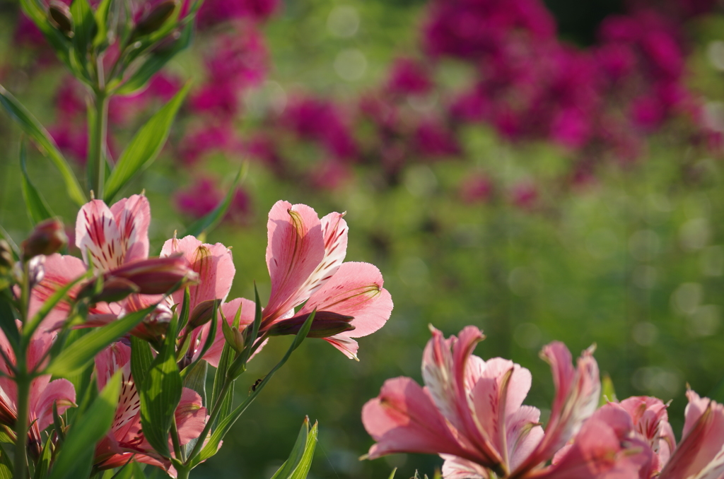 遠くの花と近くの花