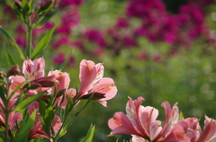 遠くの花と近くの花