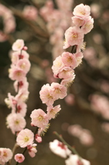 梅