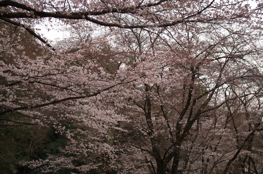 神社の桜