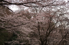 神社の桜