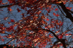 まだ紅葉
