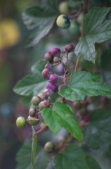 野葡萄