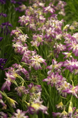 花菖蒲
