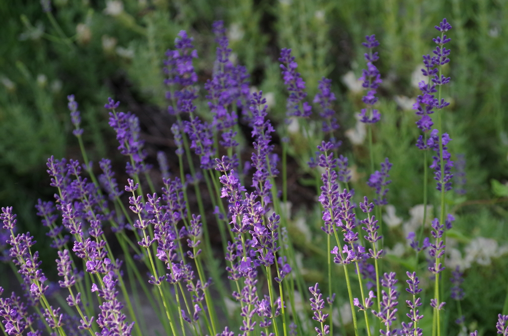 mini purple
