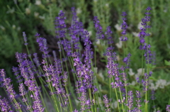 mini purple