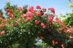 薔薇