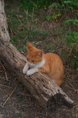 河原のノラ猫さん