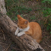 河原のノラ猫さん