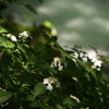 流れと花
