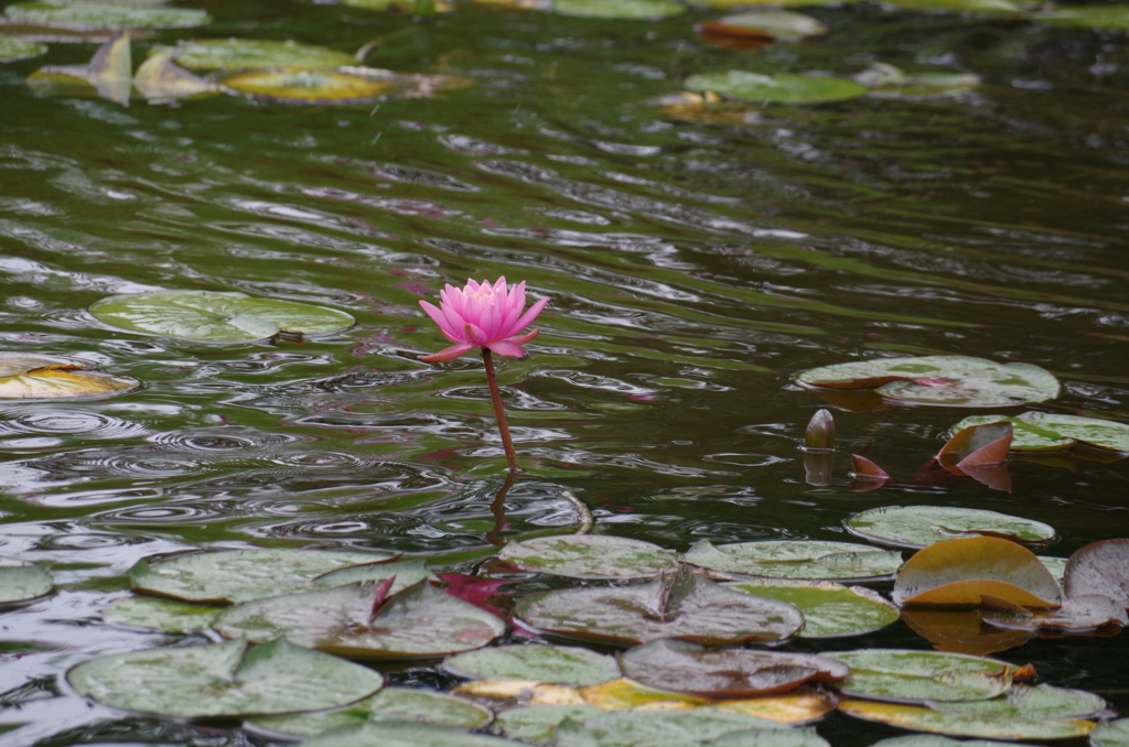 雨の日の睡蓮（３）