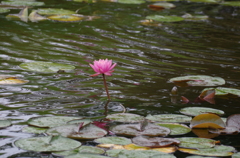 雨の日の睡蓮（３）