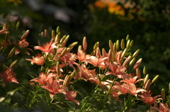 百合