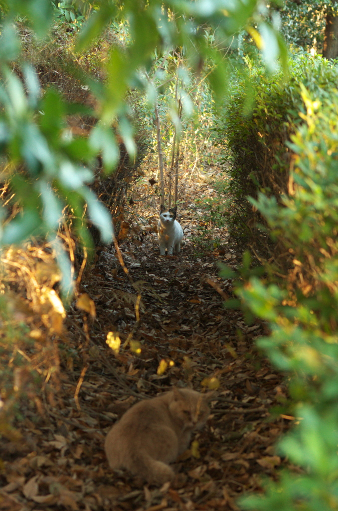 公園の野良猫さん
