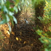 公園の野良猫さん