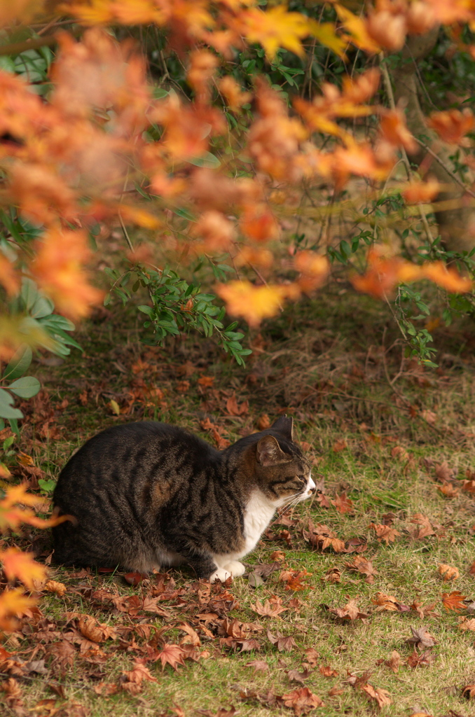 にゃんこと紅葉