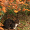 にゃんこと紅葉