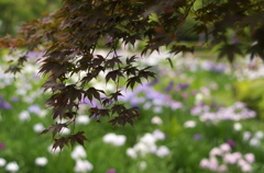 菖蒲園