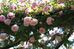 薔薇