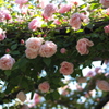 薔薇