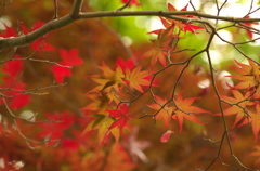 紅葉色