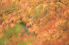 大晦日の紅葉