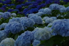 紫陽花の森（５）