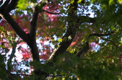 紅葉
