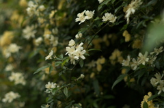 薔薇