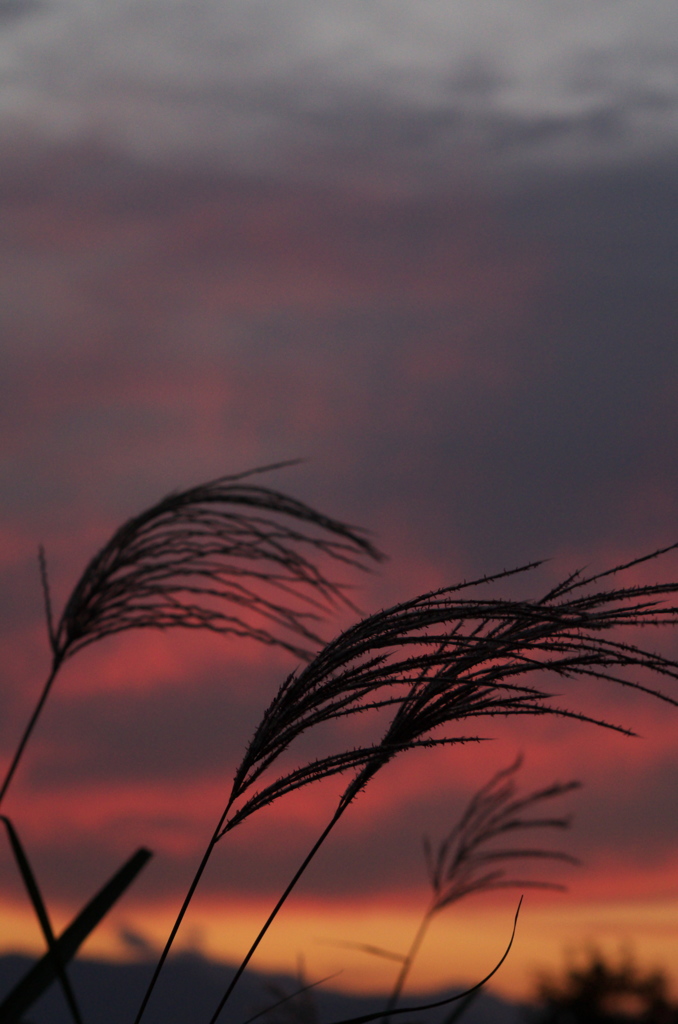 夕景