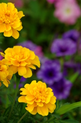 夏の花