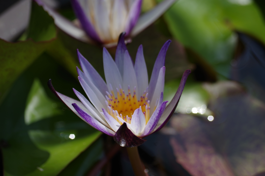 熱帯性睡蓮（花菜ガーデン）