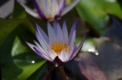 熱帯性睡蓮（花菜ガーデン）