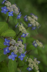 紫陽花