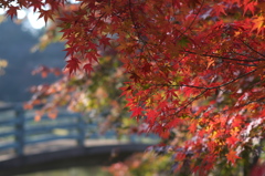橋と紅葉