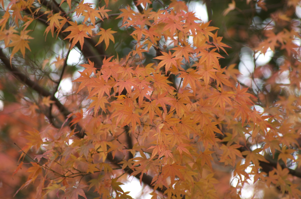 大晦日の紅葉