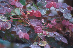 雨に濡れる