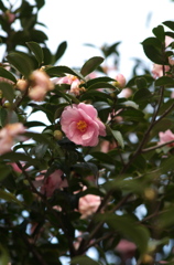 冬の花
