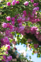 薔薇