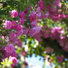 薔薇