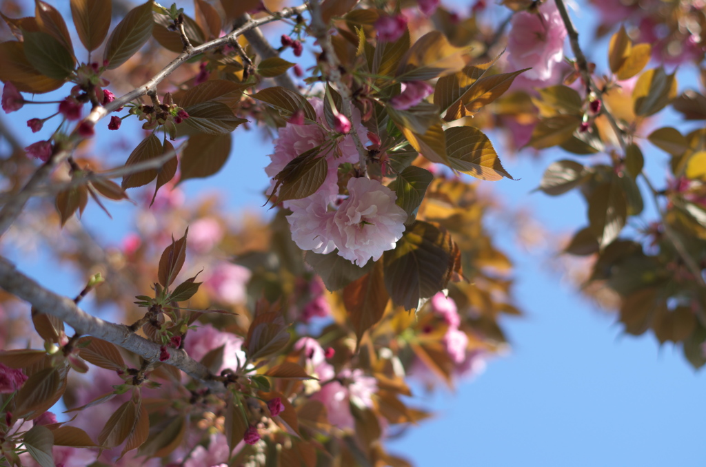 八重桜
