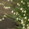 神学校の花