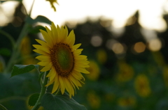 夕方の向日葵（２）