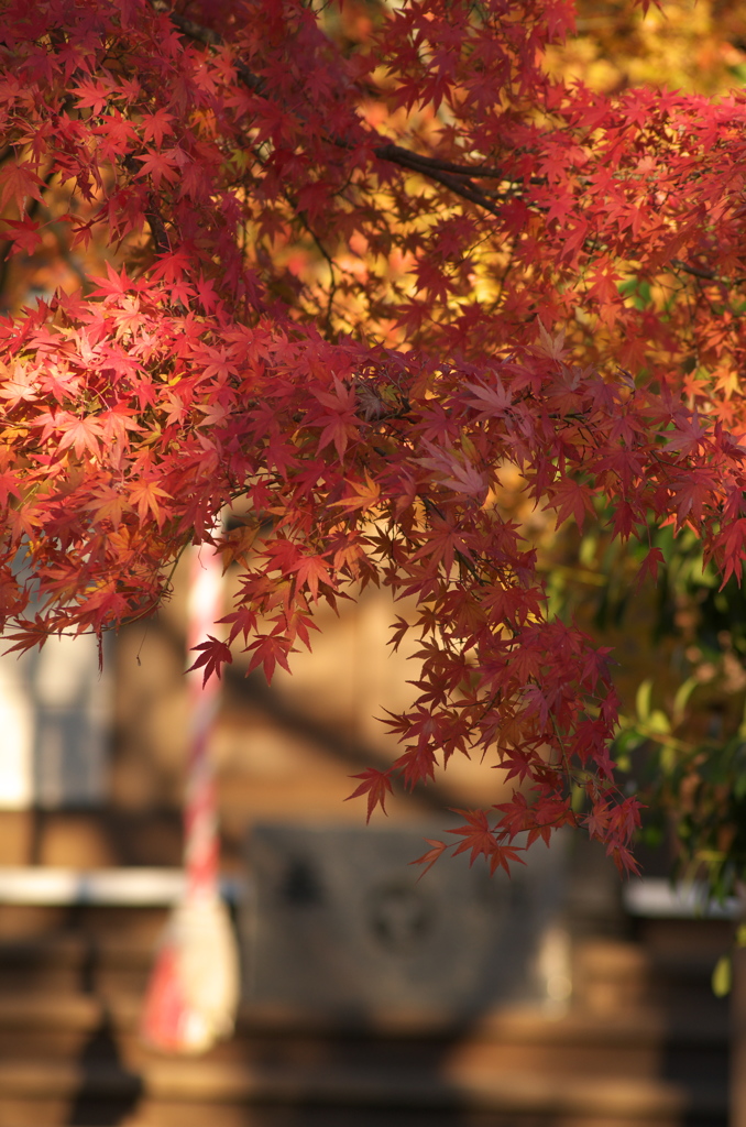 神社と紅葉