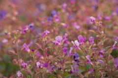 秋に咲く花