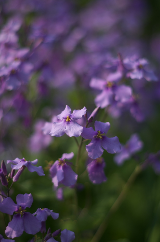 紫花菜